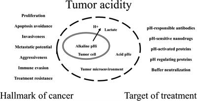 Tumor acidity: From hallmark of cancer to target of treatment